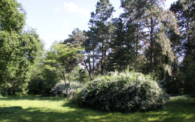 Park Zamku Kórnickiego – najważniejsze polskie Arboretum
