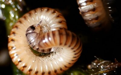 Różnorodność biologiczna – Ewolucja gleby